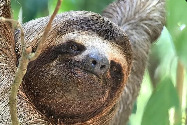 In our tours, you get to see the sloth closer and get pictures of them for FREE 